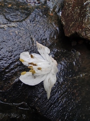Alniphyllum fortunei