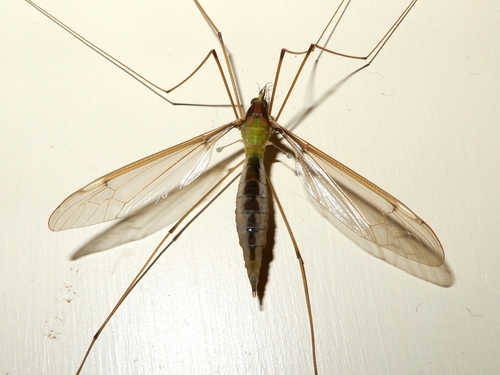 Leptotarsus albistigma photo 3