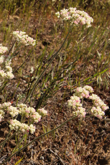 Eriogonum strictum