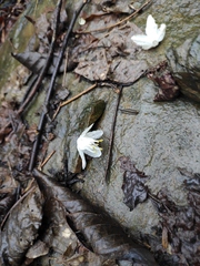 Alniphyllum fortunei