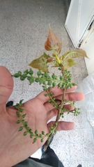 Populus nigra