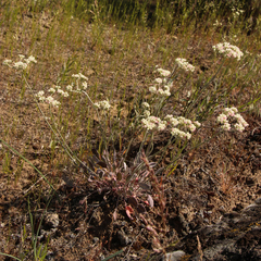 Eriogonum strictum