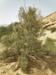 Tamarix tetragyna