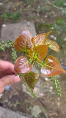 Populus nigra