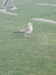 Larus