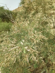 Tamarix tetragyna