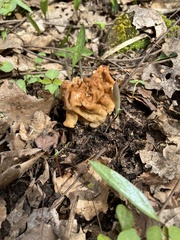 Gyromitra korfii