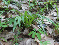 Galanthus lagodechianus