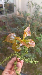 Populus nigra