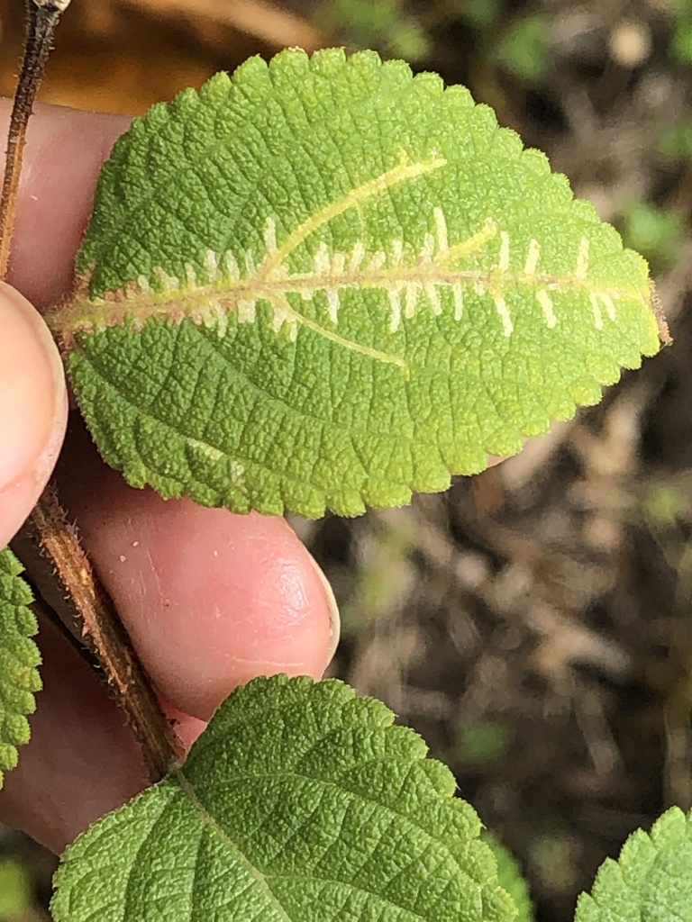 Cherrypie Leafminer from Fort Ashby, Nevis, Saint Kitts and Nevis, KN