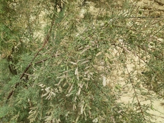 Tamarix tetragyna