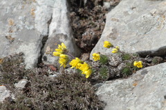 Draba cuspidata