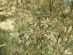 Tamarix tetragyna
