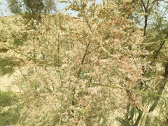Tamarix tetragyna