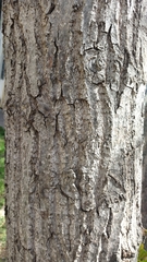 Populus nigra