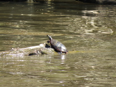 Chrysemys picta picta