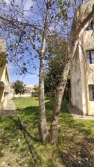 Populus nigra