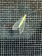 Chrysoperla comanche