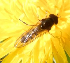 Platycheirus tarsalis