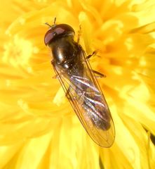 Platycheirus tarsalis