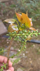 Populus nigra
