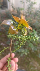 Populus nigra