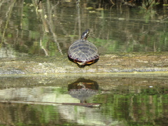 Chrysemys picta picta