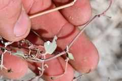 Acleisanthes longiflora