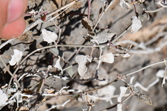 Acleisanthes longiflora