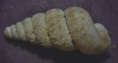 Cochlostoma septemspirale