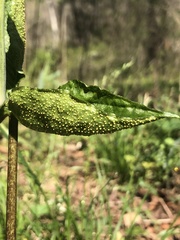 Uromyces ari-triphylli