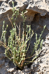 Hebecarpa macradenia