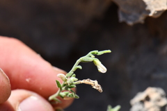 Hebecarpa macradenia