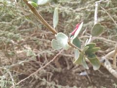 Plicosepalus acaciae