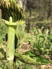 Uromyces ari-triphylli