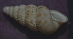 Cochlostoma septemspirale