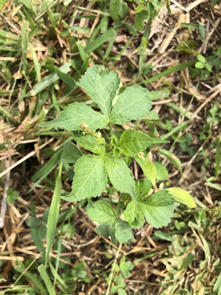 Lobed Croton from Fort Ashby, Nevis, Saint Kitts and Nevis, KN on April