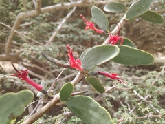 Plicosepalus acaciae