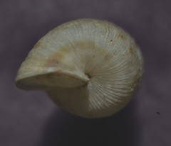 Cochlostoma septemspirale