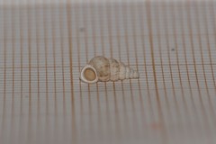 Cochlostoma septemspirale