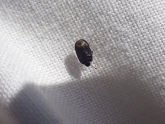 Ochetostethus