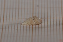 Cochlostoma septemspirale