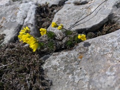 Draba cuspidata