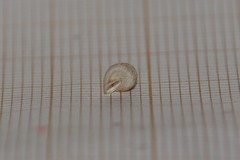 Cochlostoma septemspirale