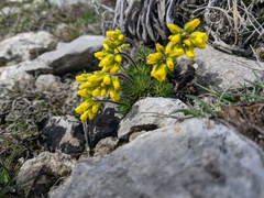 Draba cuspidata