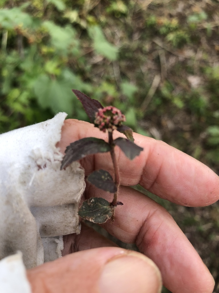 Asthma plant from Fort Ashby, Nevis, Saint Kitts and Nevis, KN on April