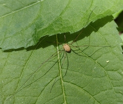 Rilaena