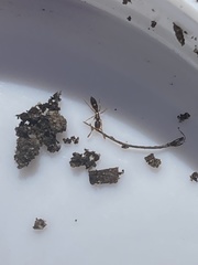 Ponera pennsylvanica