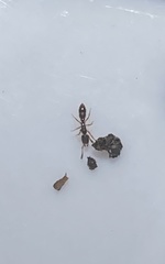 Ponera pennsylvanica