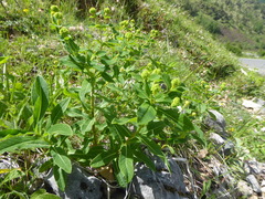 Euphorbia hyberna